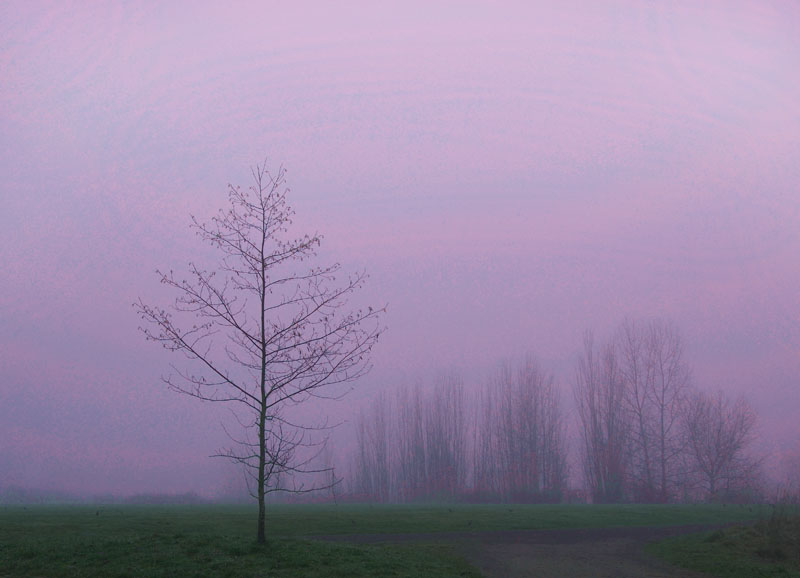 early morning fog, Magnuson Park, Seattle