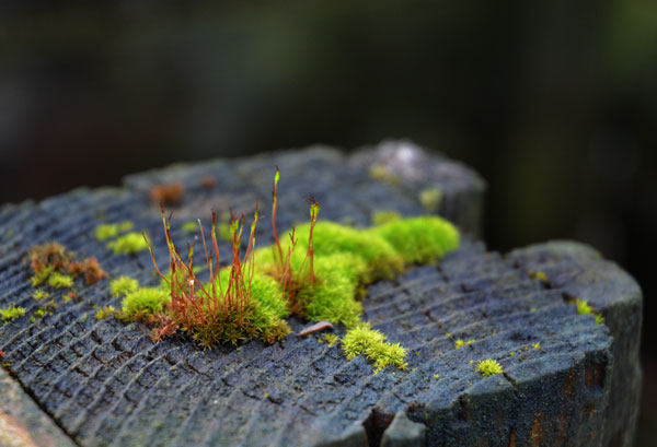 spring moss, Magnuson Park, Seattle